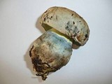 Boletus radicans image