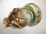 Boletus radicans image