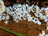 Ceratiomyxa fruticulosa var. fruticulosa image