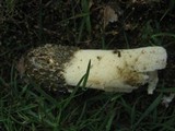 Phallus hadriani image