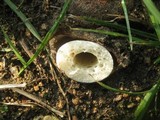 Phallus hadriani image