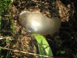 Phallus hadriani image