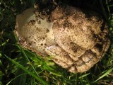 Phallus hadriani image