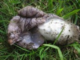 Phallus hadriani image