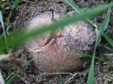 Phallus hadriani image