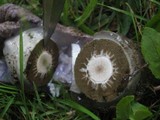 Phallus hadriani image