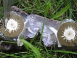 Phallus hadriani image