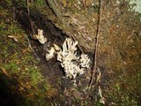 Clavulina coralloides image