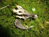 Helminthosphaeria clavariarum image