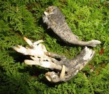 Helminthosphaeria clavariarum image