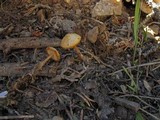 Mycena overholtsii image