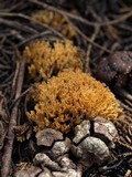 Ramaria curta image
