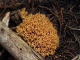 Ramaria curta image
