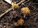 Ramaria curta image