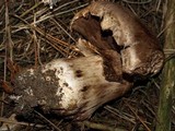 Agaricus lilaceps image