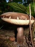 Tylopilus alboater image