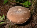 Tylopilus alboater image