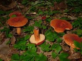 Lactarius volemus image