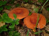 Lactarius volemus image
