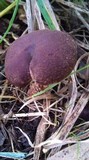 Tubaria rufofulva image