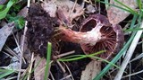 Tubaria rufofulva image