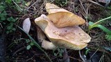 Clitocybe eucalyptorum image