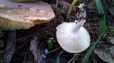 Clitocybe eucalyptorum image