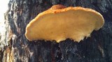 Postia pelliculosa image