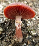 Tubaria rufofulva image