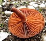 Tubaria rufofulva image