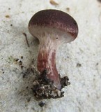 Tubaria rufofulva image