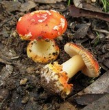 Amanita xanthocephala image