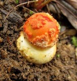 Amanita xanthocephala image