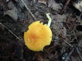 Amanita elongata image