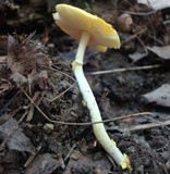 Amanita elongata image