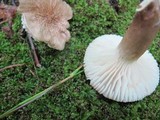 Lactarius gerardii image