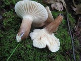 Lactarius gerardii image