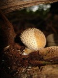 Lycoperdon curtisii image