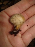 Lycoperdon curtisii image