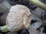 Boletus hortonii image