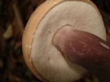 Tylopilus violatinctus image