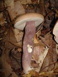 Tylopilus violatinctus image