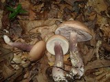 Tylopilus violatinctus image