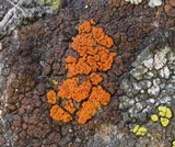Caloplaca saxicola image