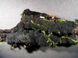 Glonium stellatum image
