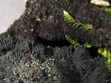 Glonium stellatum image