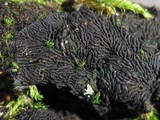 Glonium stellatum image