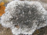Lobothallia alphoplaca image