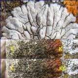 Lobothallia alphoplaca image