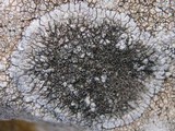 Lobothallia alphoplaca image